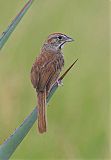 Rufous-crowned Sparrowborder=